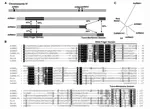 Characterization of three Arabidopsis homologs of human RING membrane anchor E3 ubiquitin ligase