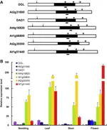 Enzymatic characterization of class I DAD1-like acylhydrolase members targeted to chloroplast in Arabidopsis