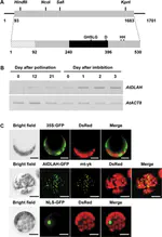The Arabidopsis sn-1-specific mitochondrial acylhydrolase AtDLAH is positively correlated with seed viability