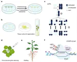 Harnessing epigenetic variability for crop improvement: current status and future prospects