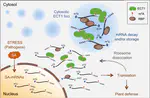 The m6A reader ECT1 drives mRNA sequestration to dampen salicylic acid–dependent stress responses in Arabidopsis